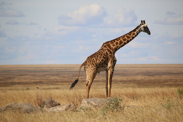 giraffe in the wild