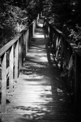 Obraz premium Footpath through the forest