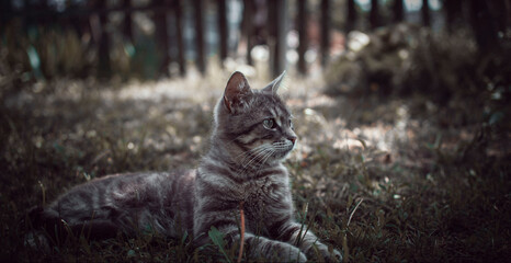 Obraz premium A cat lying in the grass in the garden