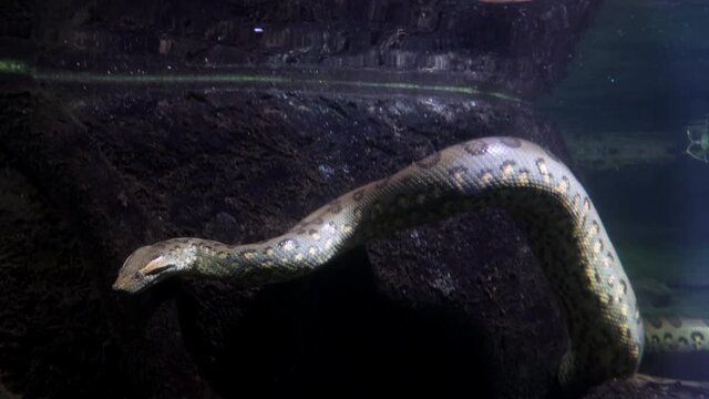 The green anaconda (Eunectes murinus) breathing on a water surface then dives under water