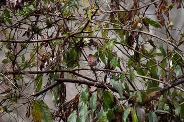 Curious Male Purple Finch