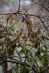 Obraz premium Purple Finch Foraging