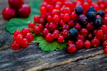 scarlet red currant lies on a tree close-up. High quality photo