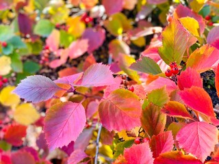 Red autumn leaves. Autumn leaves red, yellow, green, purple orange colorful colors. Beautiful hawthorn bush with red berries in scenic autumn park.