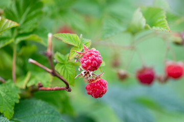 red raspberries hanging on a bush branch. High quality photo