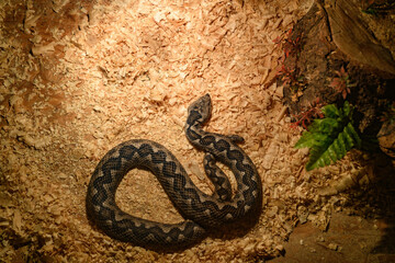 Decorative snakes in the aquarium at the zoo bask in the sun.