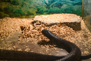 A black decorative snake in the aquarium at the zoo is basking in the sun.