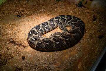 Decorative snakes in the aquarium at the zoo bask in the sun.