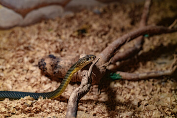 The snake in the bushes stretched out its neck and looks forward in the aquarium at the zoo.