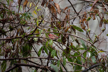 Male Purple Finch