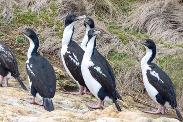 King Shag Endemic to New Zealand