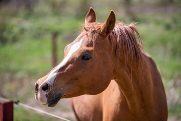 Naklejka premium brown horse portrait