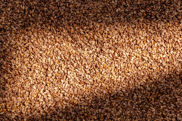 Sun-dried sesame seeds after collection.