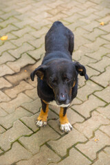 one short dog is standing on the sidewalk