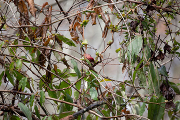 Male Purple Finch Foraging
