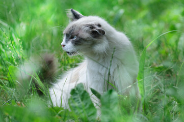 Naklejka na ściany i meble Beautiful shaggy street cat with blue eyes. Profile of an animal in tall grass with blurred foreground and background. Selective focus