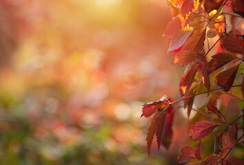Fototapeta Jesienne liście z miejscem do wklejenia obraz