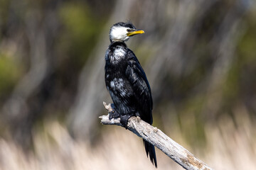 Little Shag / Cormorant in New Zealand