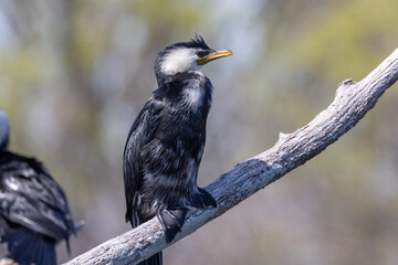 Little Shag / Cormorant in New Zealand