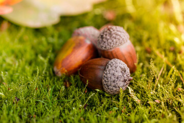 The acorn lies on the green moss of the autumn forest. Spring in the forest. Bright and sunny natural background. Acorn close up view. © Roman