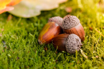 The acorn lies on the green moss of the autumn forest. Spring in the forest. Bright and sunny natural background. Acorn close up view. © Roman