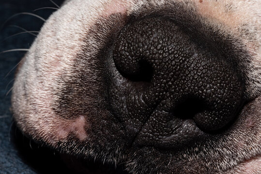 Black dog nose close-up, skin texture. Smell sensor, the dog's leading sense.