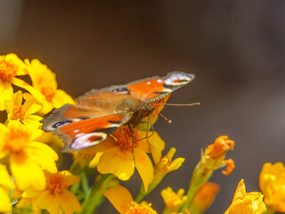 motyl © Henryk Olszewski