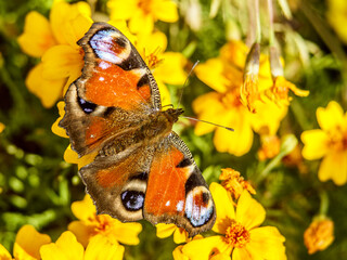motyl © Henryk Olszewski