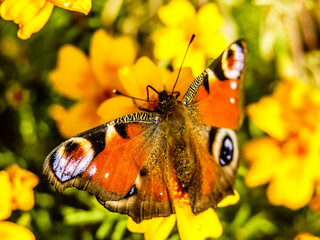 motyl © Henryk Olszewski