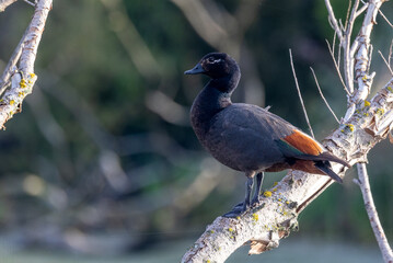 Paradise Shelduck in New Zealand
