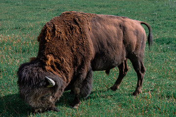american buffalo in the field
