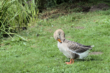 Cute domestic goose grooming itself outside on a grass