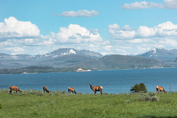 herd of elk on the mountain