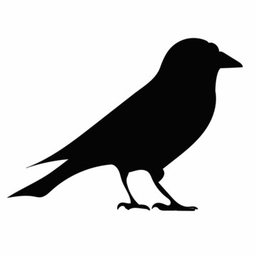 black silhouette of crow vector, isolated