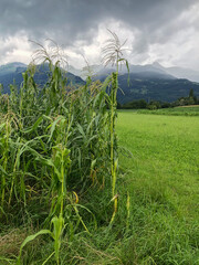 SCHAAN, LIECHTENSTEIN, AUGUST 3, 2021 Bad weather over a green field