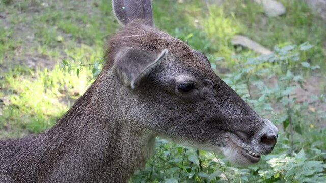 The female deer - Thorold's deer (Cervus albirostris).
