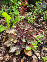 SCHAAN, LIECHTENSTEIN, JULY 27, 2021 Weed grows in a garden