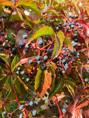 SCHAAN, LIECHTENSTEIN, SEPTEMBER 27, 2021 Wild wine (Parhenocissus Quinquefolia) with colorful leafs