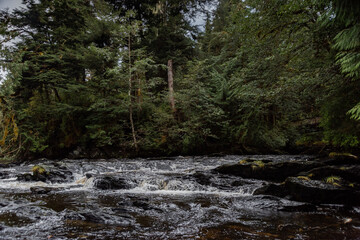 river in the forest