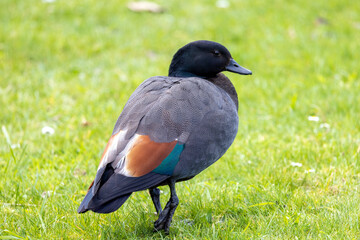 Paradise Shelduck in New Zealand