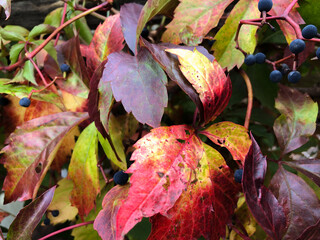 SCHAAN, LIECHTENSTEIN, SEPTEMBER 27, 2021 Wild wine (Parhenocissus Quinquefolia) with colorful leafs