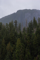 forest in the mountains