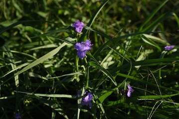 Spiderwort flowers. Commelinaceae perennial plants. It blooms in the morning and deflate in the afternoon.