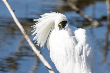 Royal Spoonbill in New Zealand