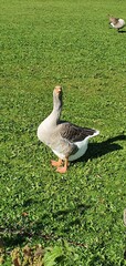 Grey Goose