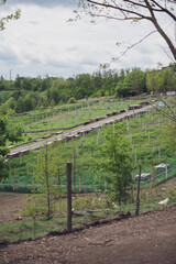Fototapeta premium Snail farm. PERKO (Brassica napus), rapeseed field for snail feeding. Vertical oriented.