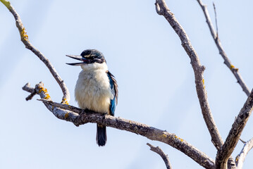 Fototapeta premium Sacred Kingfisher in New Zealand
