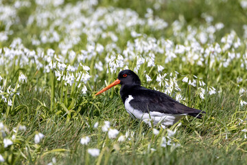 South Island Pied Oystercatcher