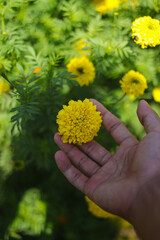 Yellow flowers of Marigold in the hands. Background for beauty in nature concept, lonely, acceptance, panorama