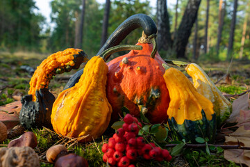 Dynie dekoracyjne w jesiennej scenerii. Decorative pumpkins in autumn scenery. © SebbPL